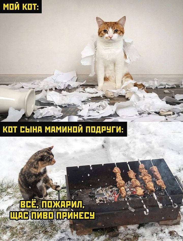 Кот мой сын. Подушка-антистресс кот профи. Индонезийский кот. Накричал. Кот маминой подруги мой кот.