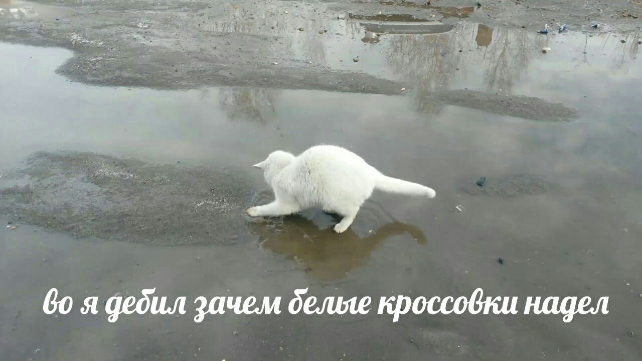 Грязная белая кошка. Кот в луже. Белый кот в луже. Белый котик в грязи