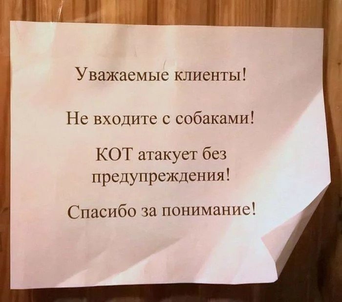 Кот атакует без предупреждения