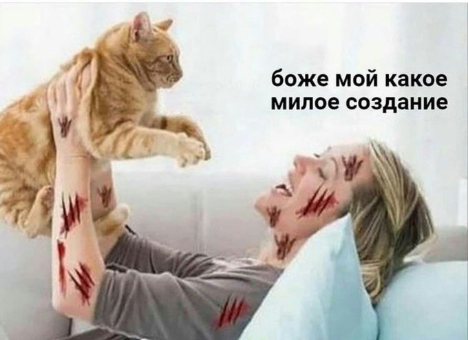 Боже мой какое милое создание - Кот