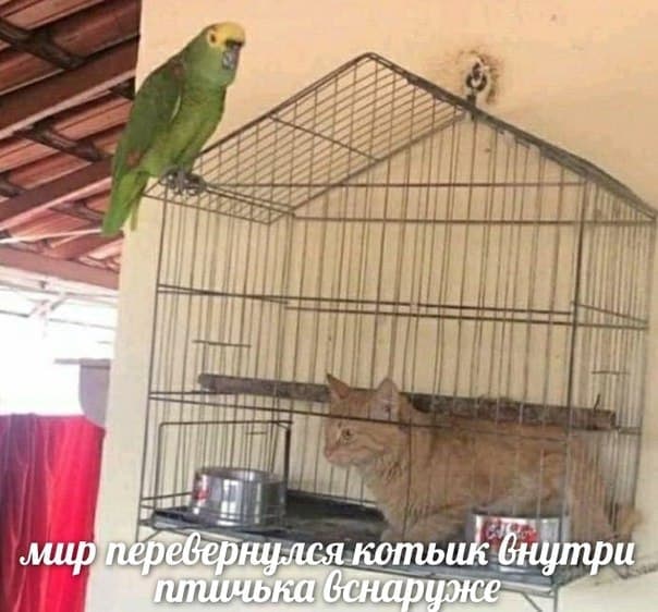 Мир перевернулся - Котик внутри птичка снаружи