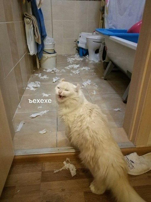 Хехехе - Кот