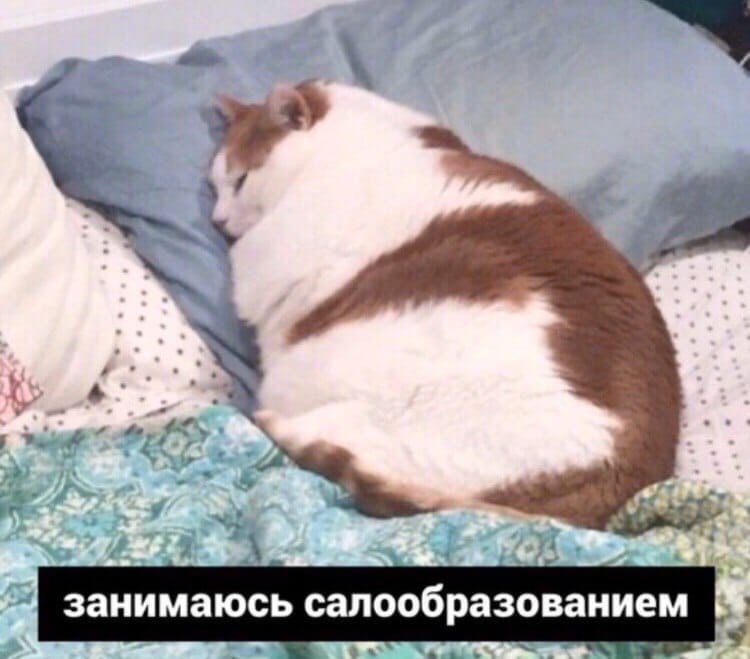 Занимаюсь салообразованием