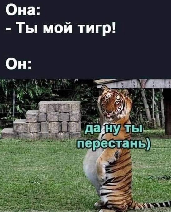 Ты мой тигр - Да ну перестань