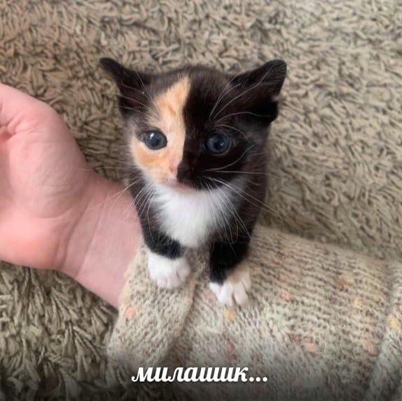 Милашик