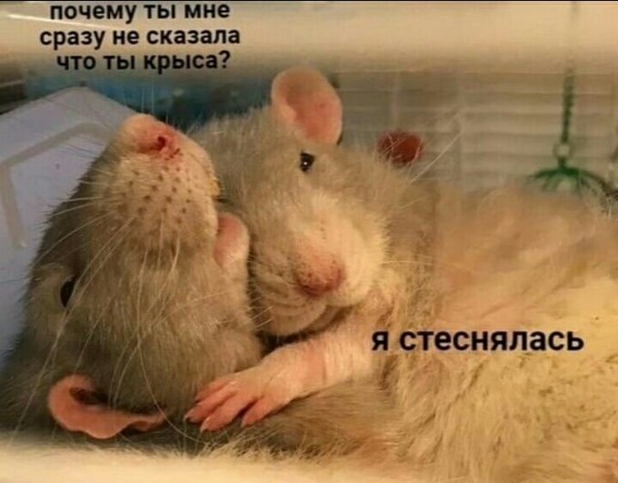 Почему ты мне сразу не сказала что ты крыса? - Я стеснялась