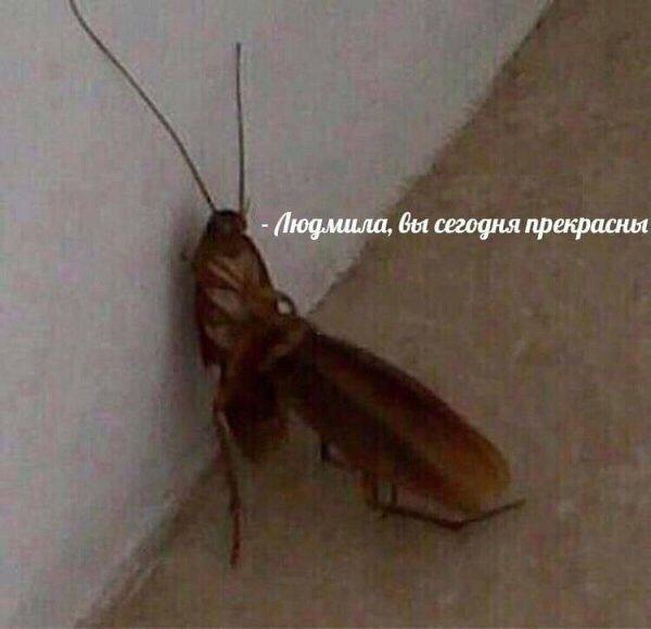 Людмила, вы сегодня прекрасны