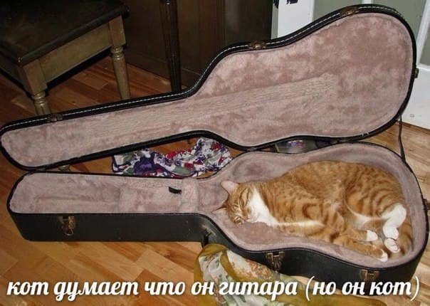 Кот думает что он гитара (но он кот)
