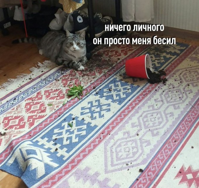 Ничего личного он просто меня бесил