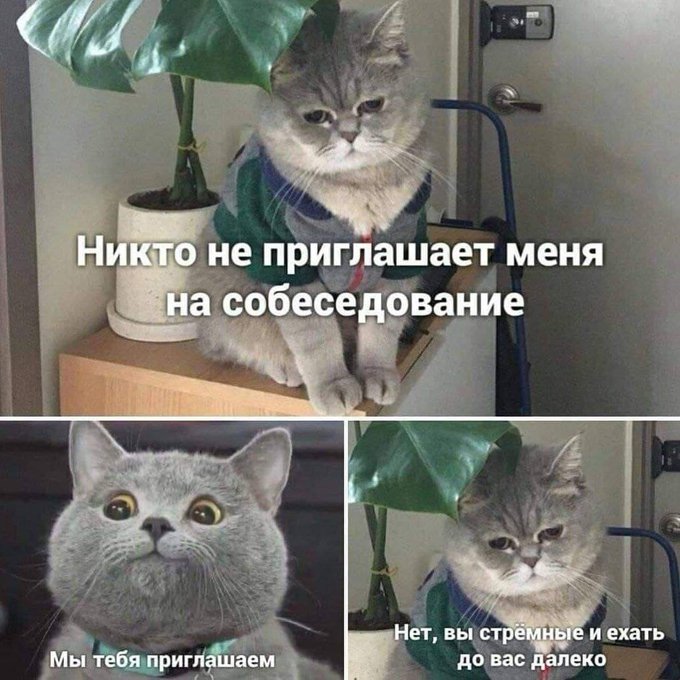 Никто не приглашает меня на собеседование - Мы тебя приглашаем - Нет вы стрёмные и ехать до вас далеко