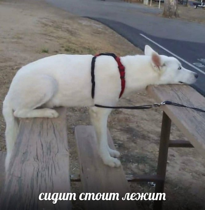 Сидит стоит лежит
