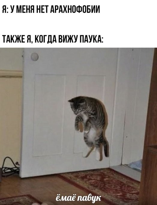 У меня нет арахнофобии - Ёмаё павук