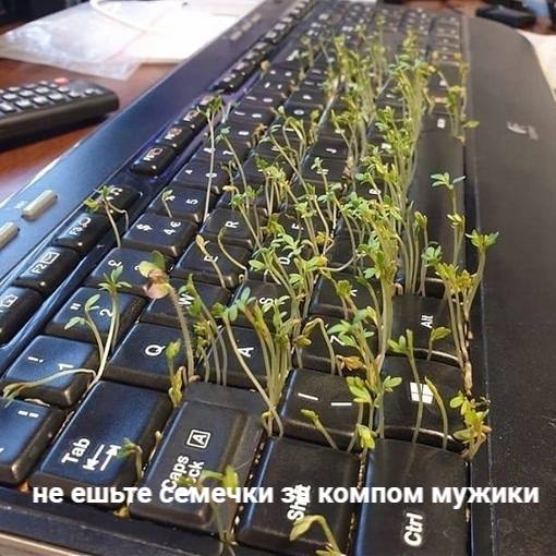Не ешьте семечки за компом