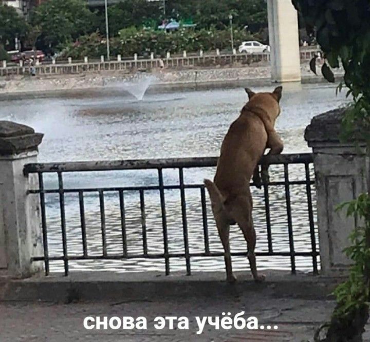 Снова эта учёба