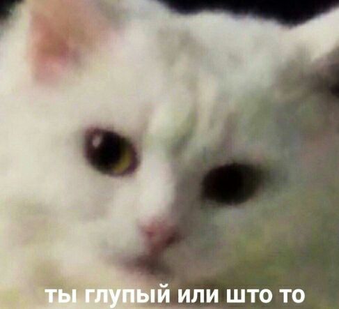 Ты глупый или што-то