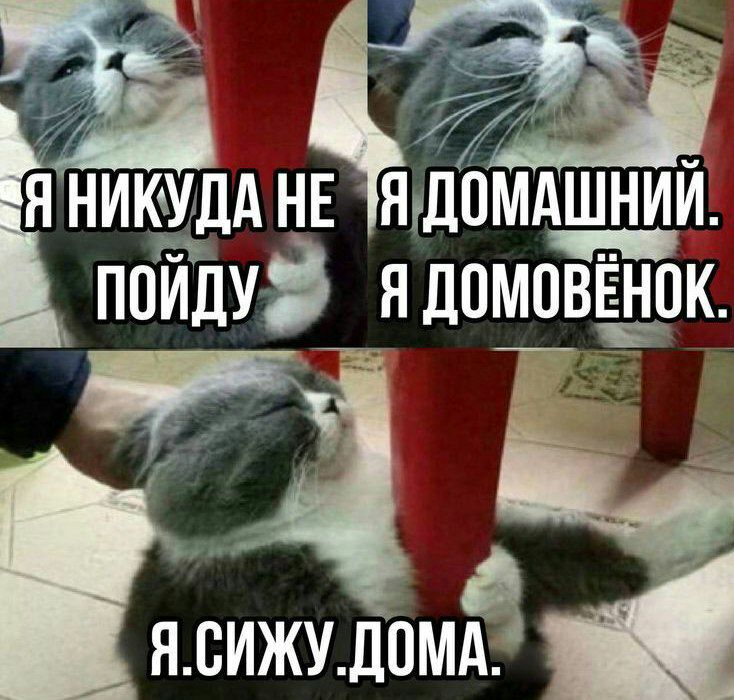 Я никуда не пойду я домашний домовёнок