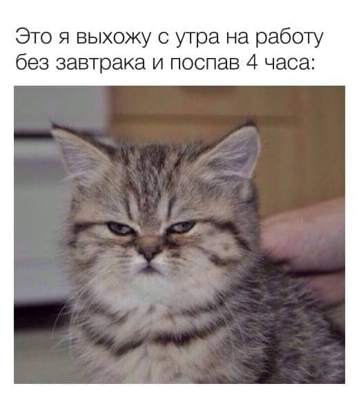 Это я выхожу с утра на работу без завтрака поспав 4 часа