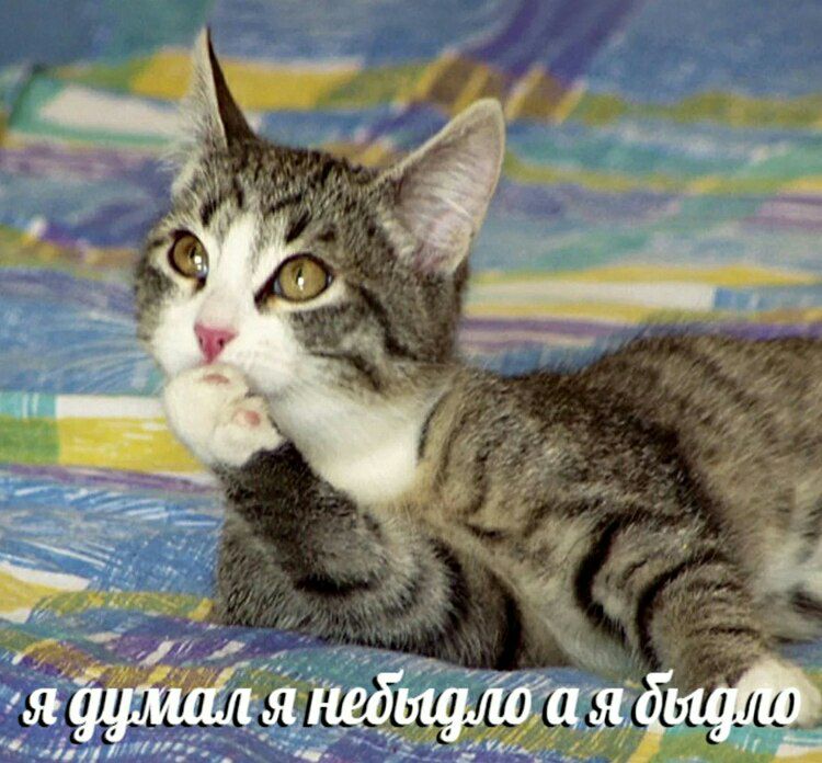 Я думал я небыдло а я быдло