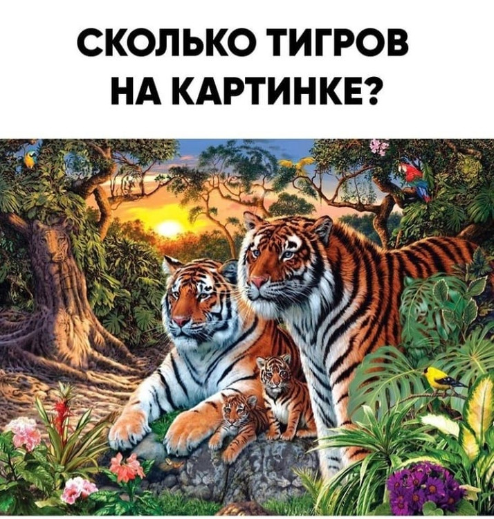 Сколько тигров на картинке?