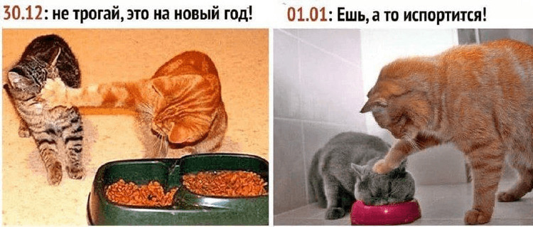 Не трогай это на новый год - Ешь а то испортится