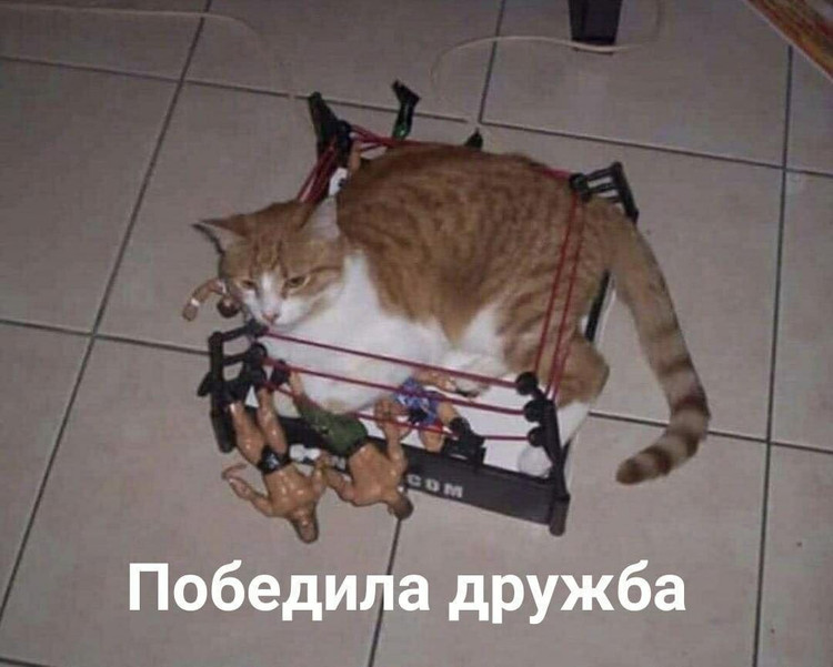 Победила дружба