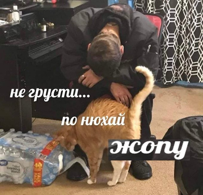 Не грусти понюхай жопу - Кот