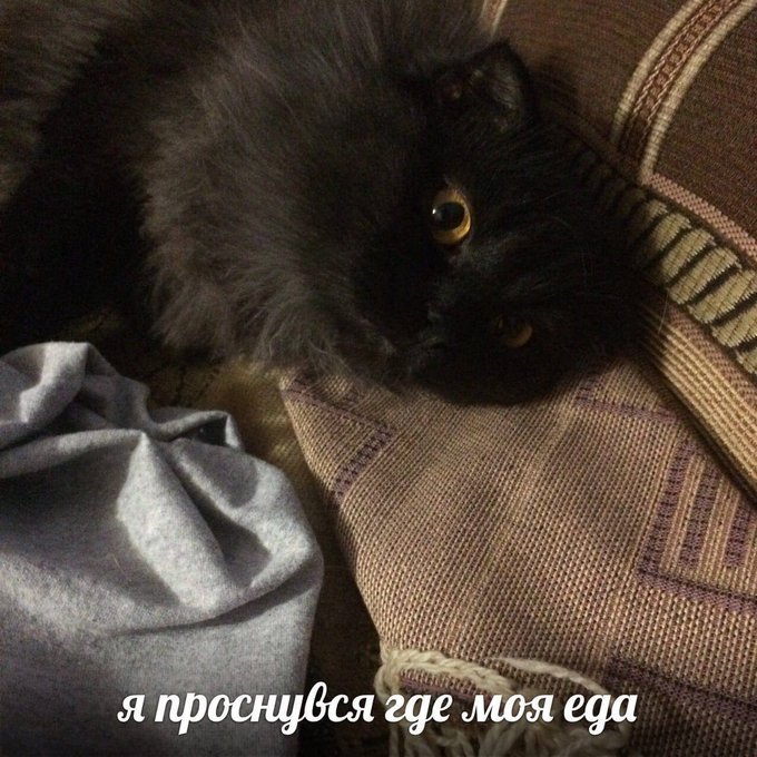 Я проснувся где моя еда