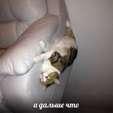 А дальше что - Кот