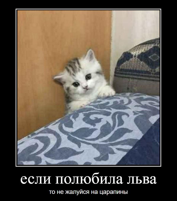 Если полюбила льва то не жалуйся на царапины