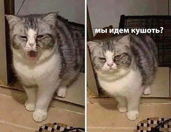 Мы идём кушоть? - Кот