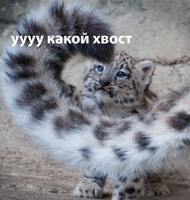 Ууу какой хвост