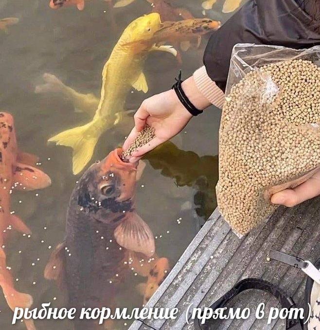 Рыбное кормление прямо в рот