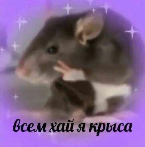 Всем хай я крыса