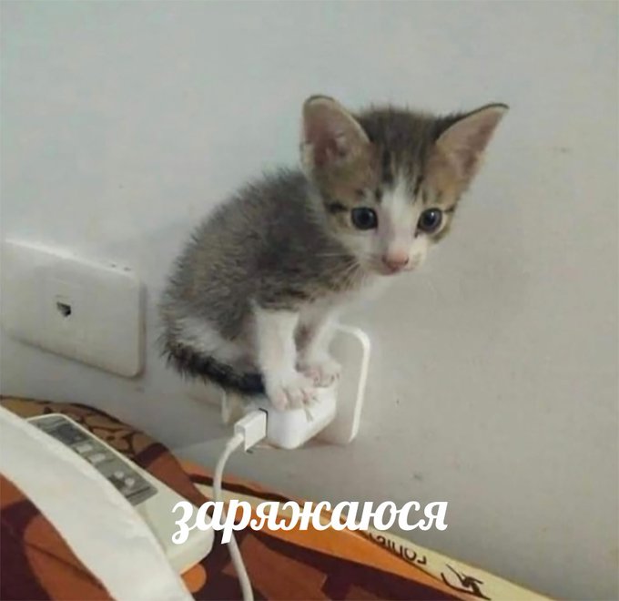 Заряжаюся - Котёнок