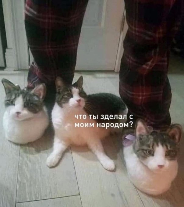 Что ты зделал с моим народом? - Кот