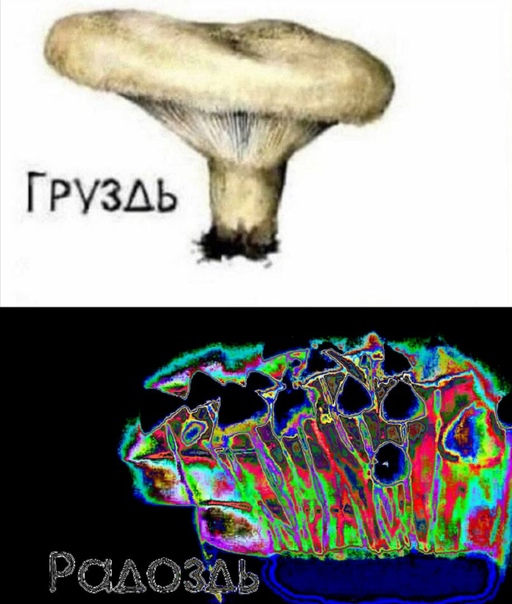 Груздь - Радоздь