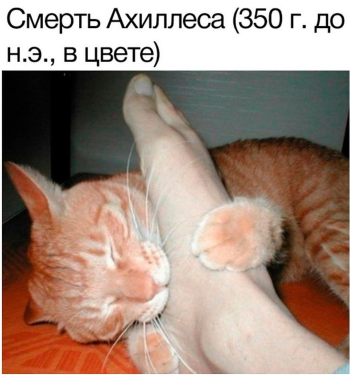 Смерть Ахиллеса - Кот