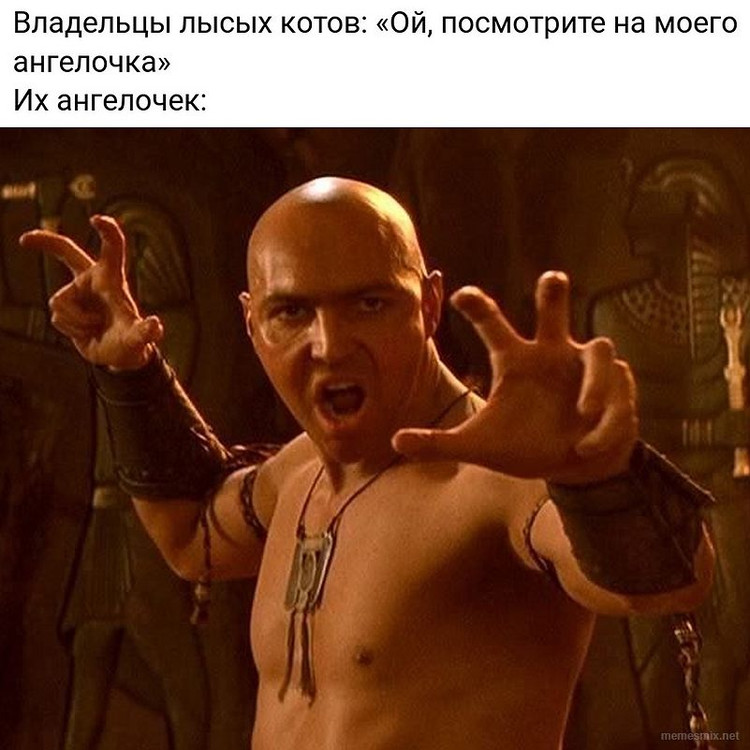 Владельцы лысых котов: посмотрите на моего ангелочка