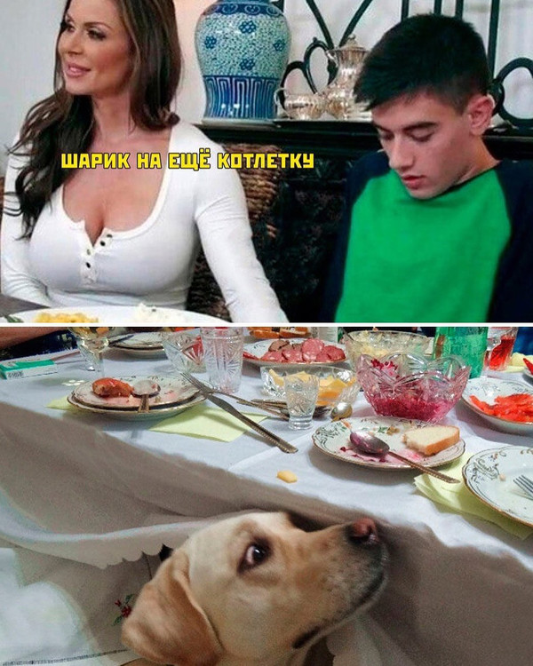 Шарик на ещё котлетку