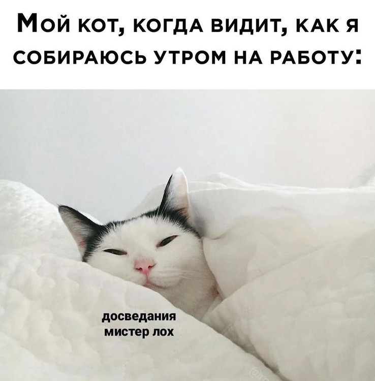 Мой кот когда видит как я собираюсь на работу - До свидания, мистер лох